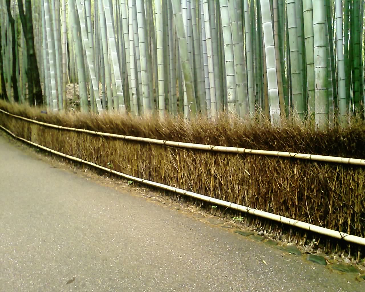 竹林 竹林
