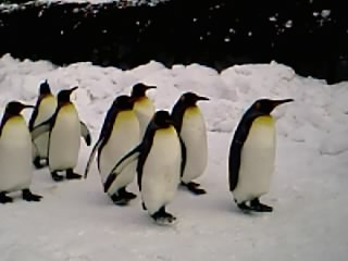 ペンギンのお散歩B